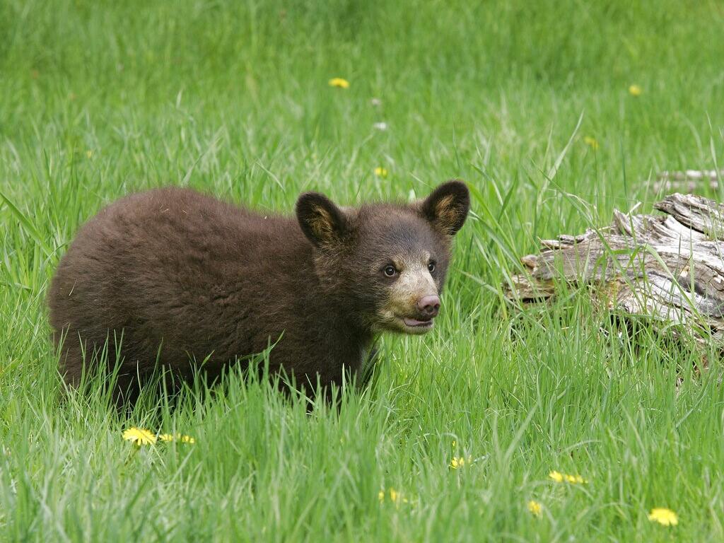Black Bear cub, captive, at Triple D Game Farm in Kalispell, Montana on May 15, 2005. (AP Photo/Heather Forcier)