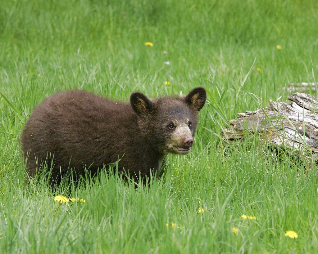 Black Bear cub, captive, at Triple D Game Farm in Kalispell, Montana on May 15, 2005. (AP Photo/Heather Forcier)