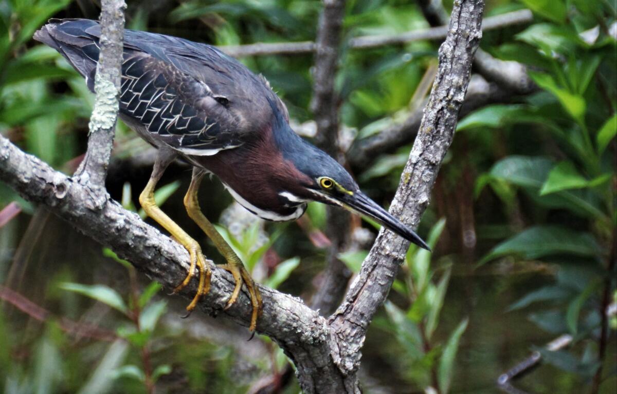 Green heron at Beaver Lake Bird Sanctuary, July 18, 2021.