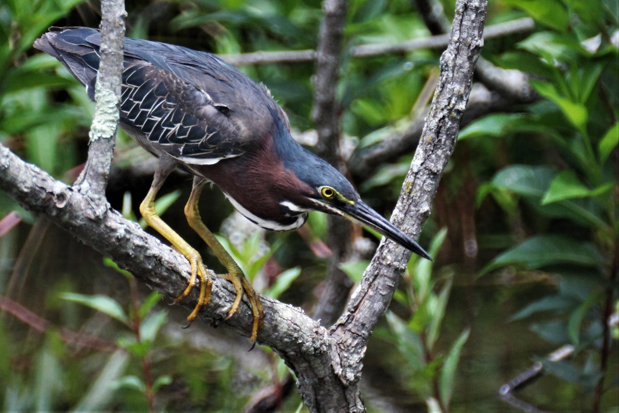 Green heron at Beaver Lake Bird Sanctuary, July 18, 2021.