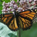 By mid-2025, butterflies will descend on the Western North Carolina Nature Center, where construction soon will begin on a new "Gateway to the Southern Appalachians" including butterfly exhibits.