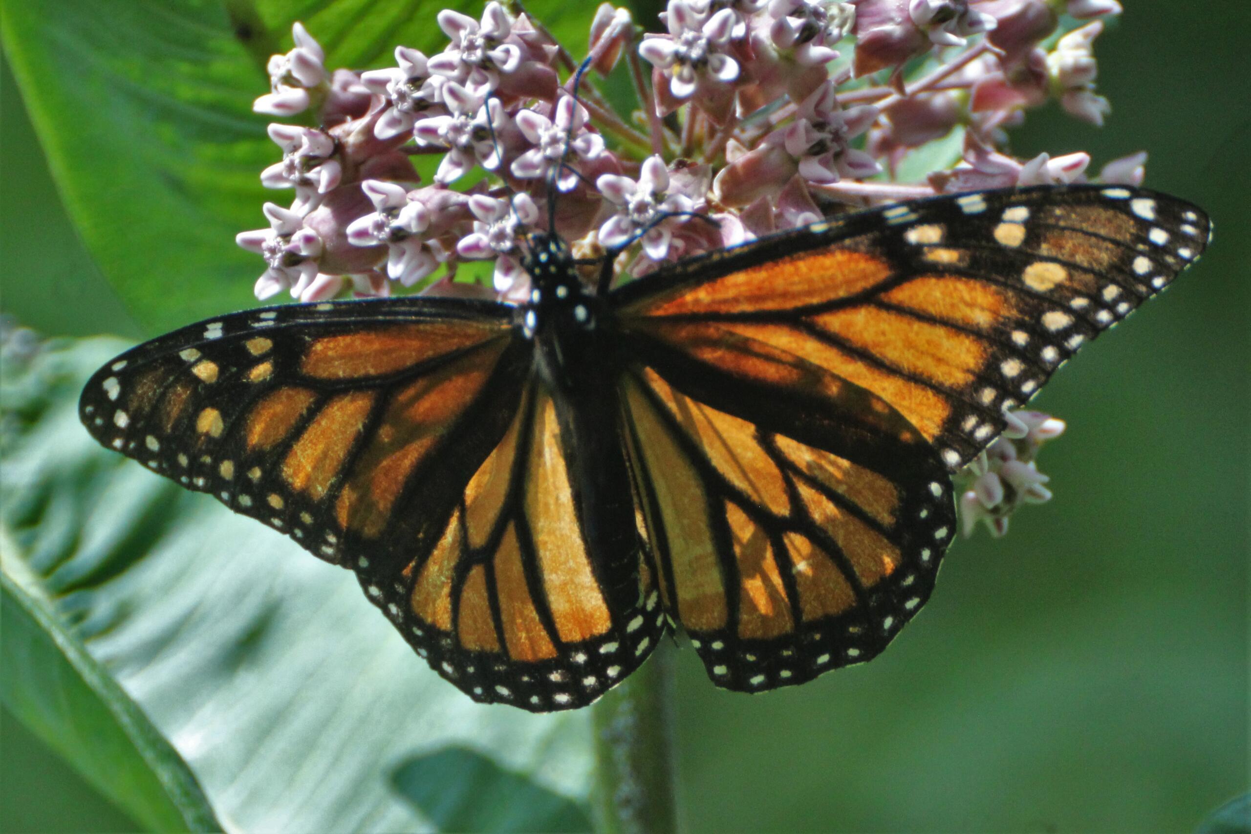 By mid-2025, butterflies will descend on the Western North Carolina Nature Center, where construction soon will begin on a new "Gateway to the Southern Appalachians" including butterfly exhibits.