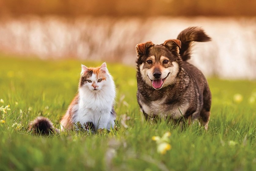 Cat and dog from Metro Creative Graphics