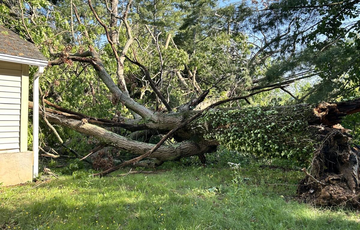 Sudden thunderstorms on Wednesday, May 8, 2024, toppled a massive tree that grazed a house in the Starnes Cove area.