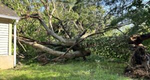 Sudden thunderstorms on Wednesday, May 8, 2024, toppled a massive tree that grazed a house in the Starnes Cove area.