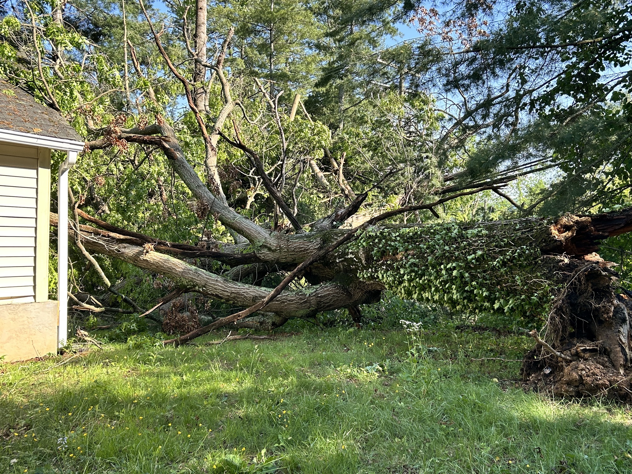 Sudden thunderstorms on Wednesday, May 8, 2024, toppled a massive tree that grazed a house in the Starnes Cove area.