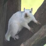 A white squirrel in Brevard