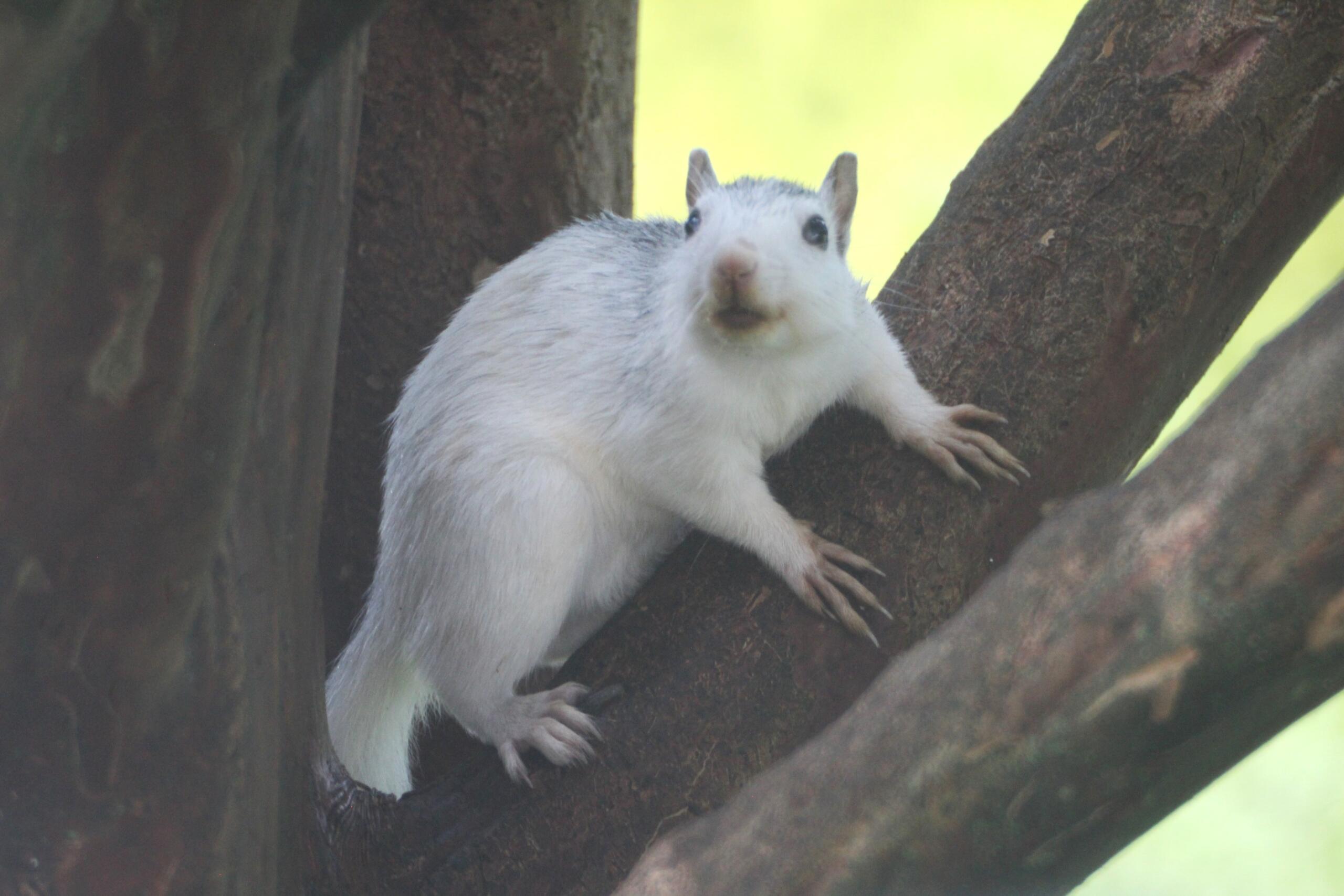 A white squirrel in Brevard