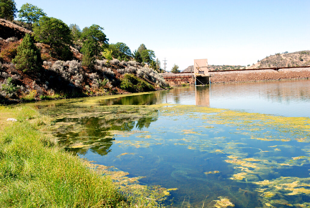 Toxic Algae