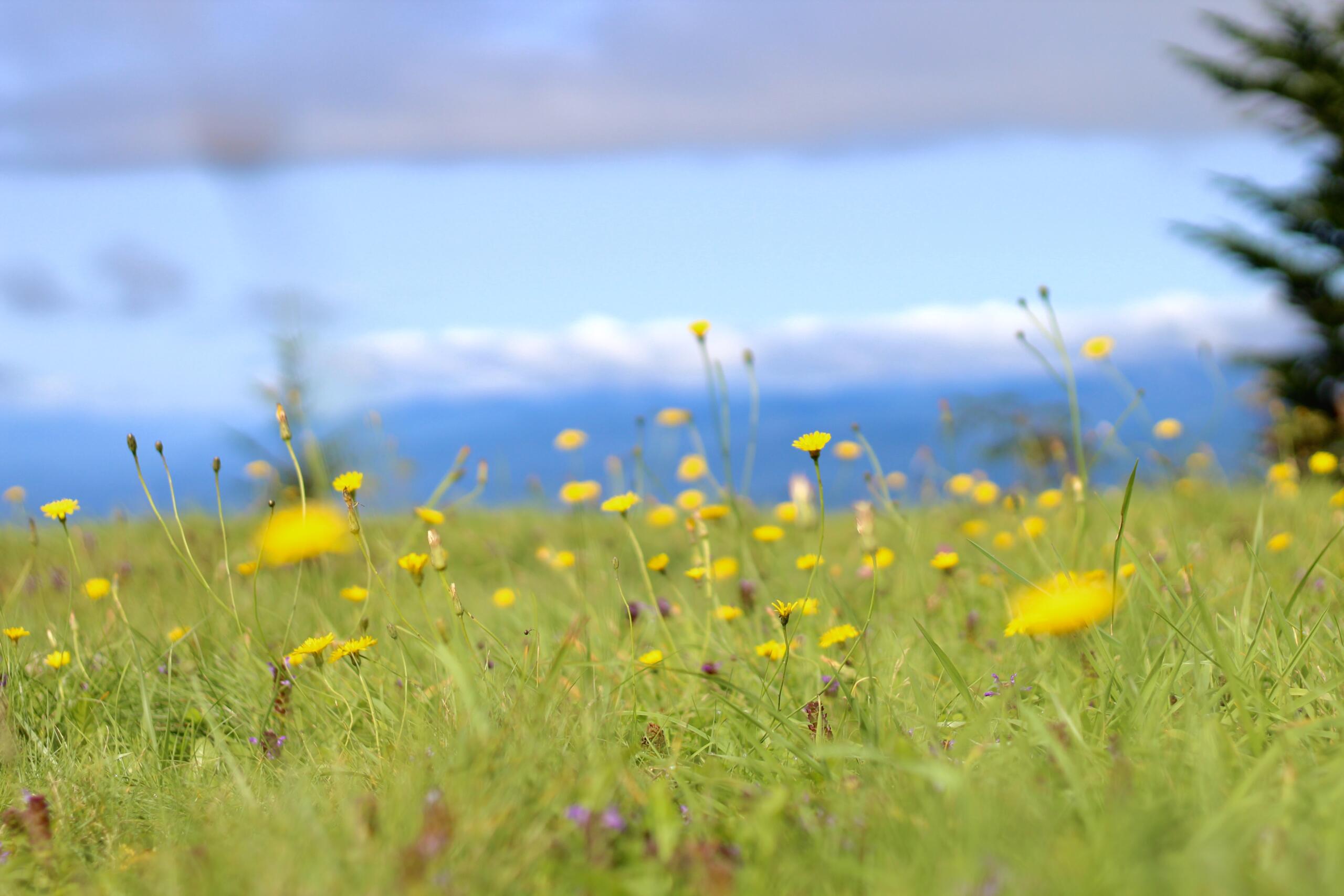 Wildflowers