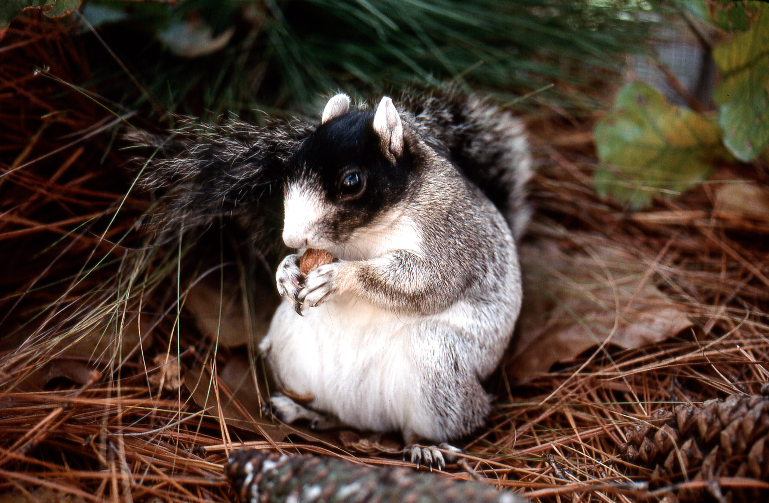 Help NC wildlife officials track fox squirrels across the state