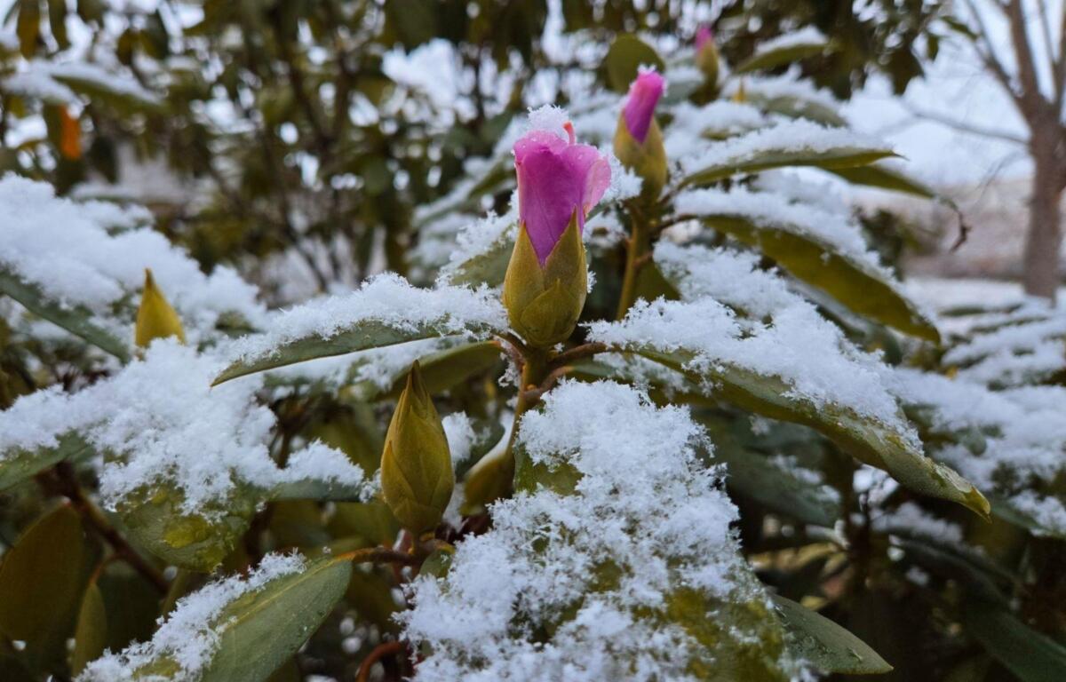 Snow Alexander