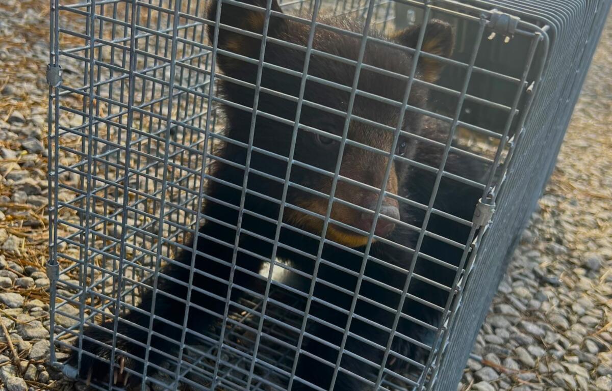Selfie bear cub asheville apartment complex