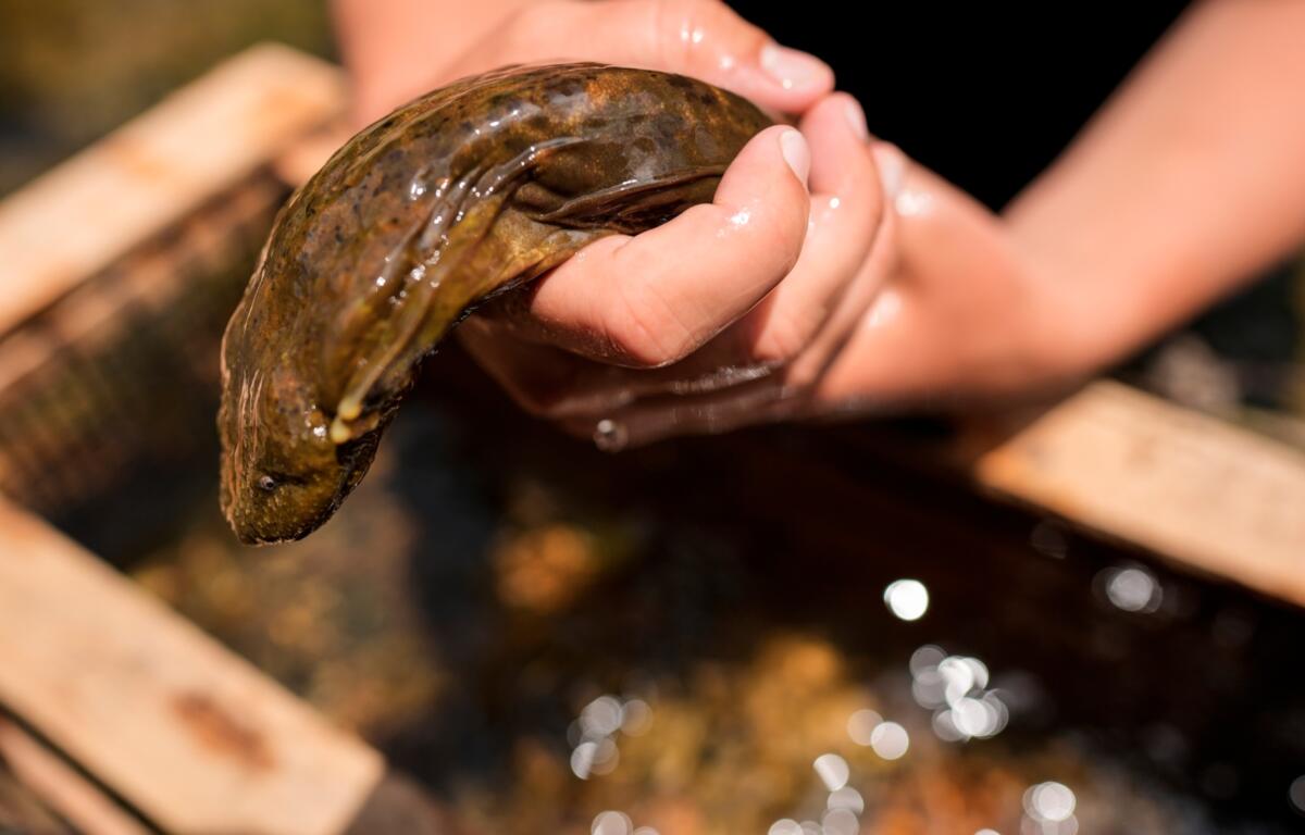 FILE - Hannah Woodburn holds an eastern hellbender salamander near its cage, where it will stay for 48 to 60 hours after relocation, on the Watauga River near Boone, N.C., June 26, 2024. (AP Photo/Mike Stewart, File)