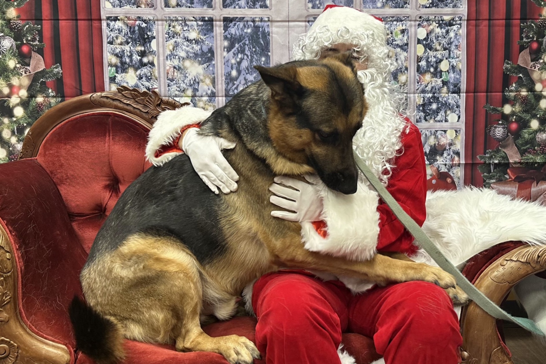 Santa dog