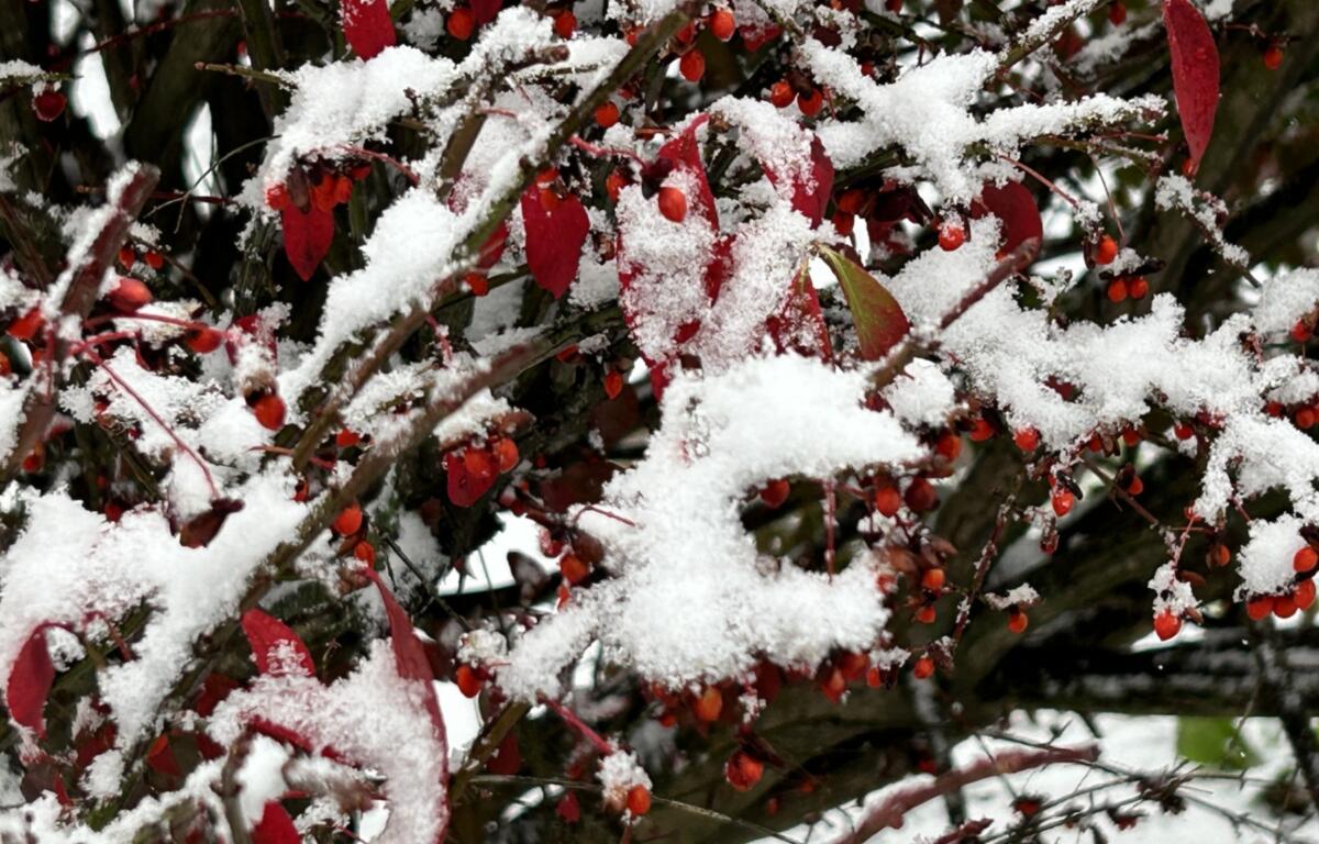 Asheville snow