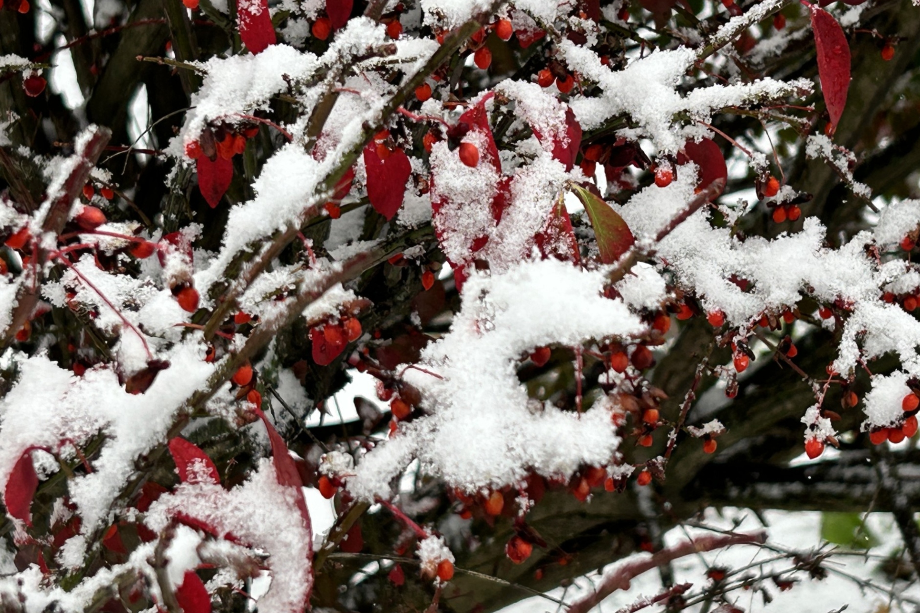 Asheville snow