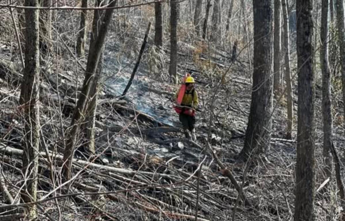 A firefighter surveys the Buck Creek Fire area. Hunter Campbell/U.S. Forest Service