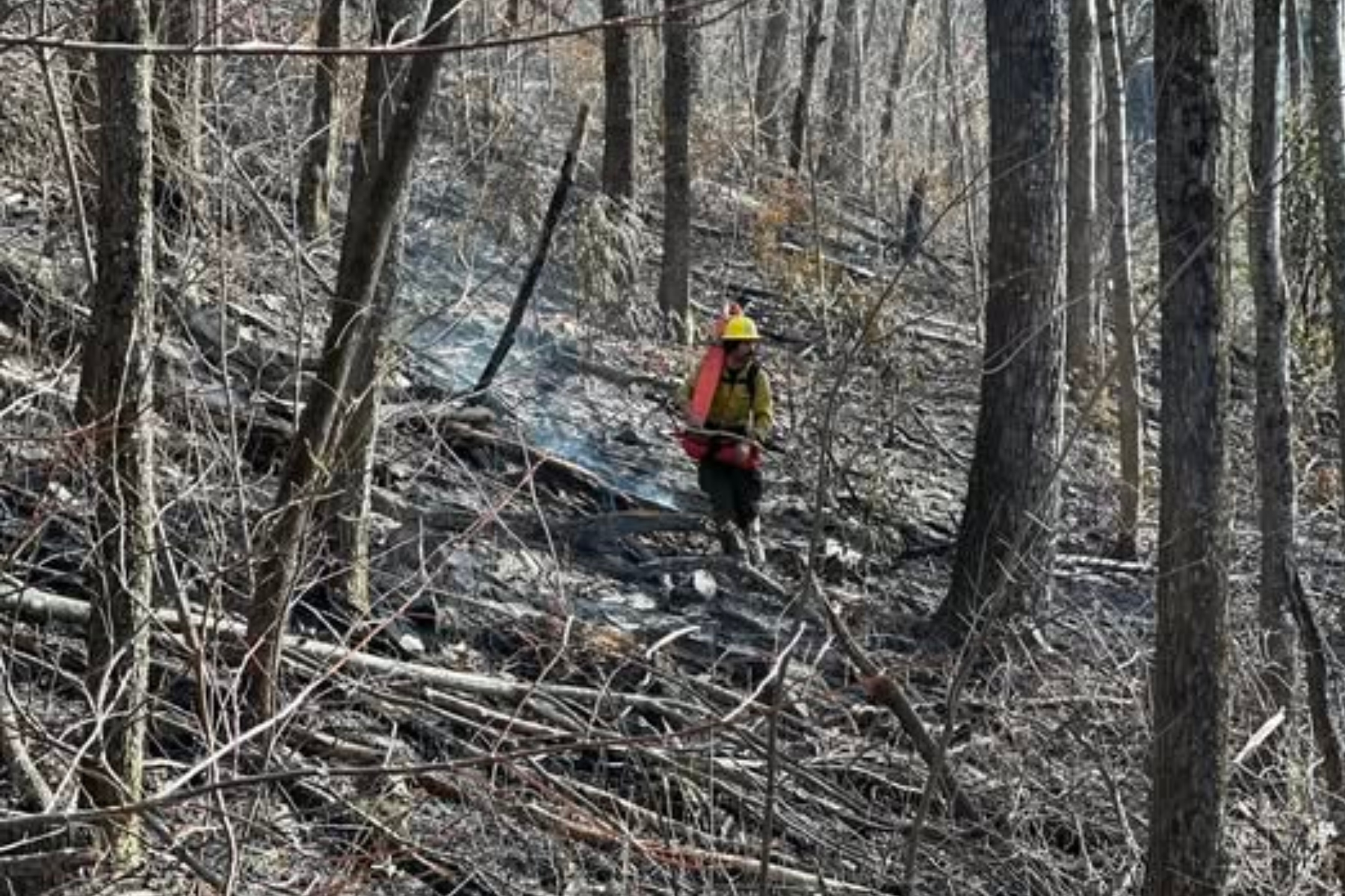 A firefighter surveys the Buck Creek Fire area. Hunter Campbell/U.S. Forest Service