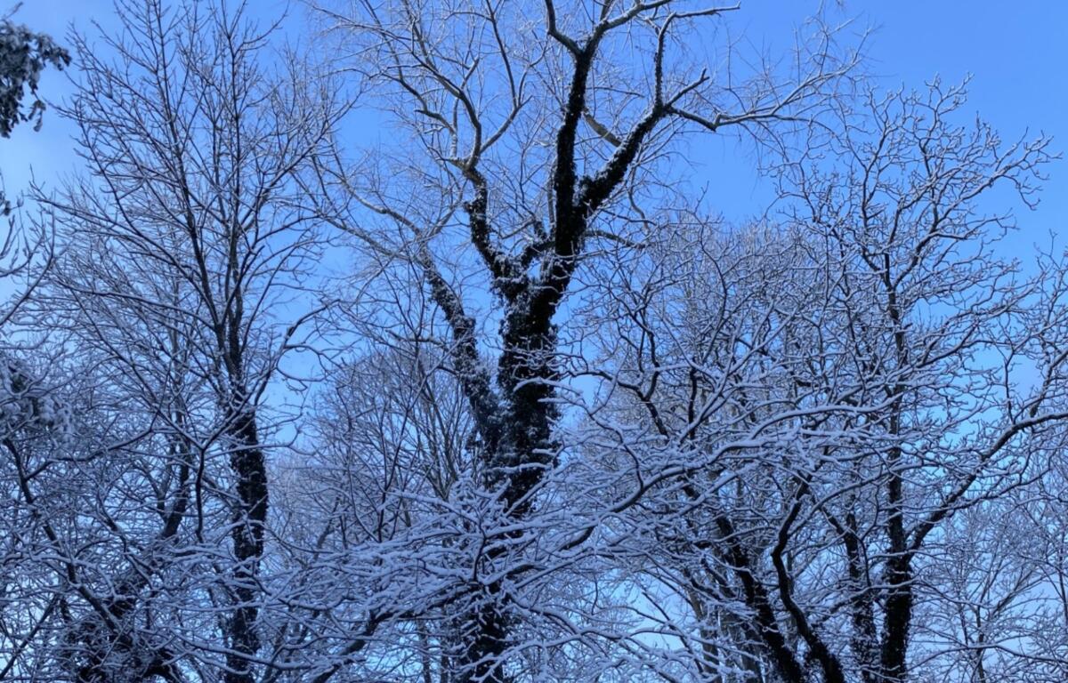 Snow in the trees in West Asheville