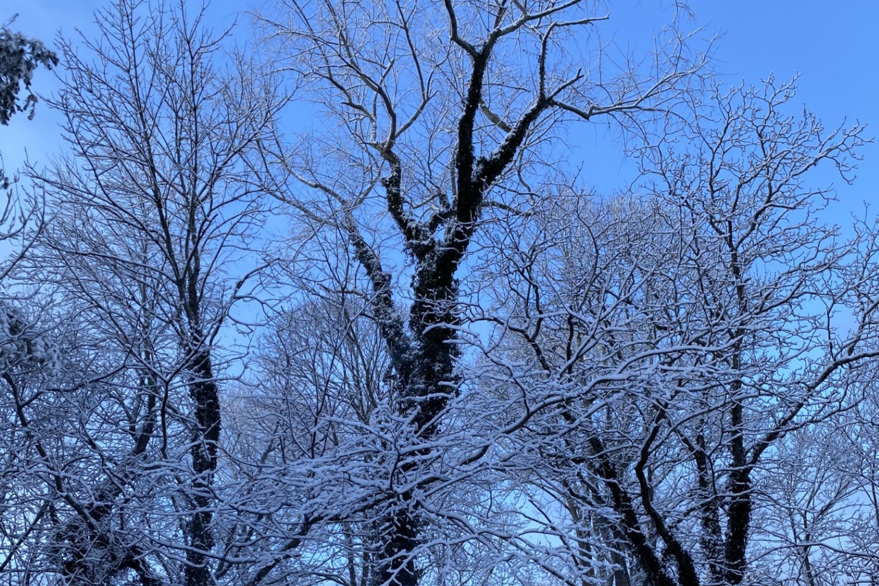 Snow in the trees in West Asheville