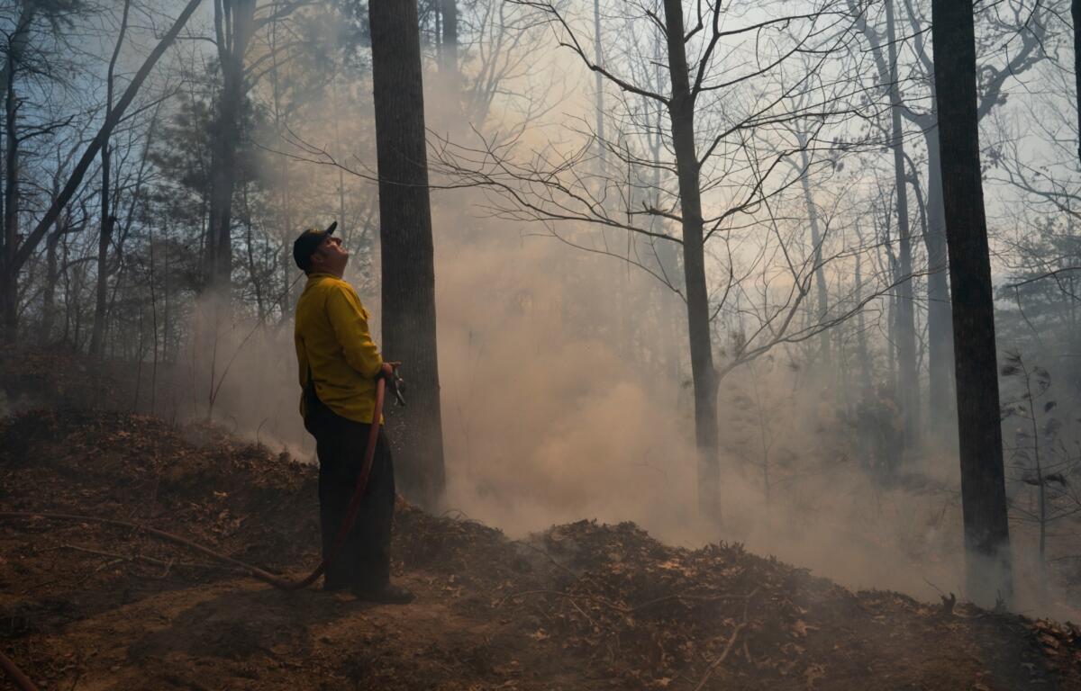 A firefighter watches a helicopter as he works a backburn to control the Black Cove Fire Wednesday, March 26, 2025, in Saluda, N.C. (AP Photo/Allison Joyce)