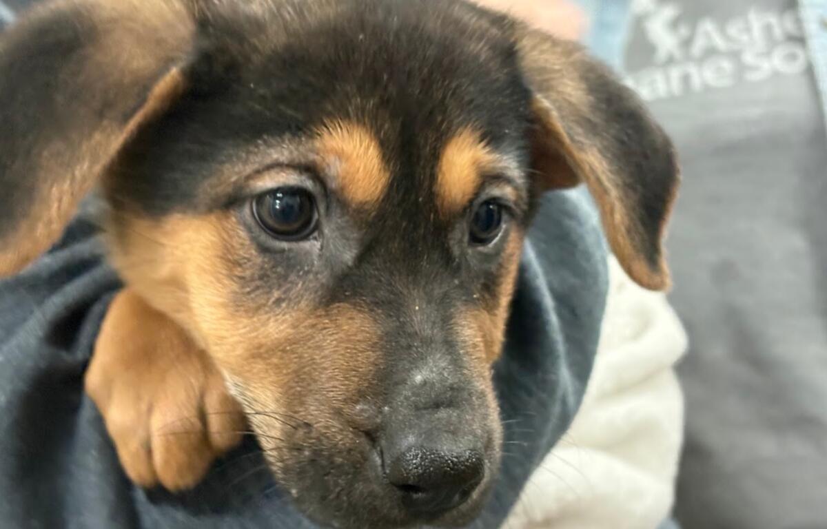 Flambeaux is a sweet little girl looking for her forever home.