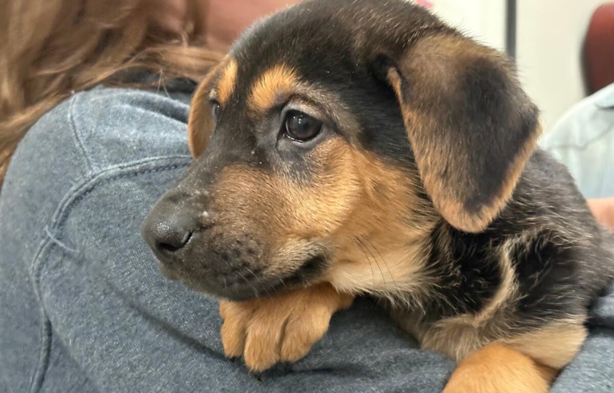 Flambeaux is a sweet little girl looking for her forever home.