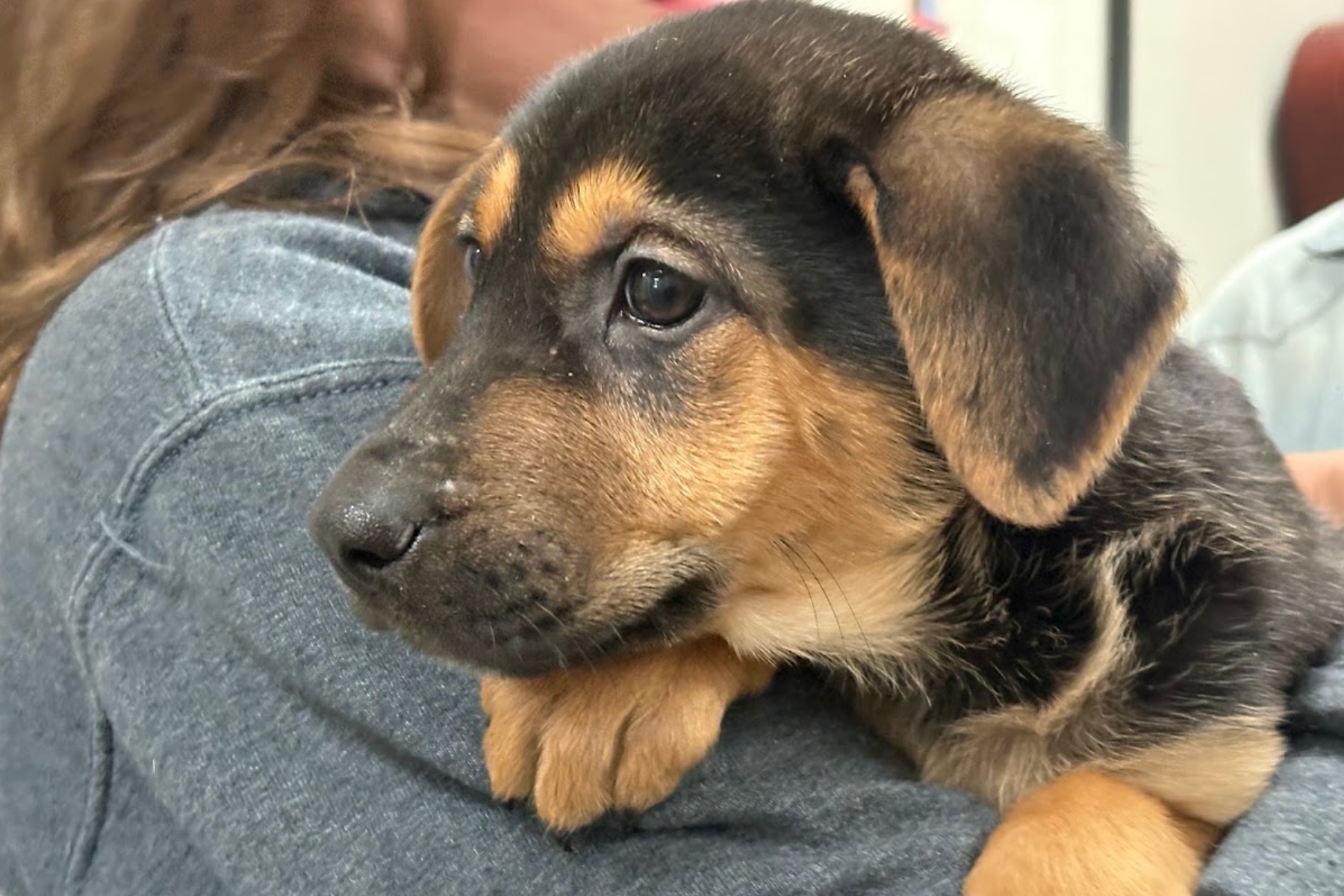 Flambeaux is a sweet little girl looking for her forever home.