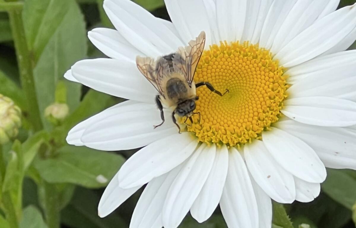 Bee