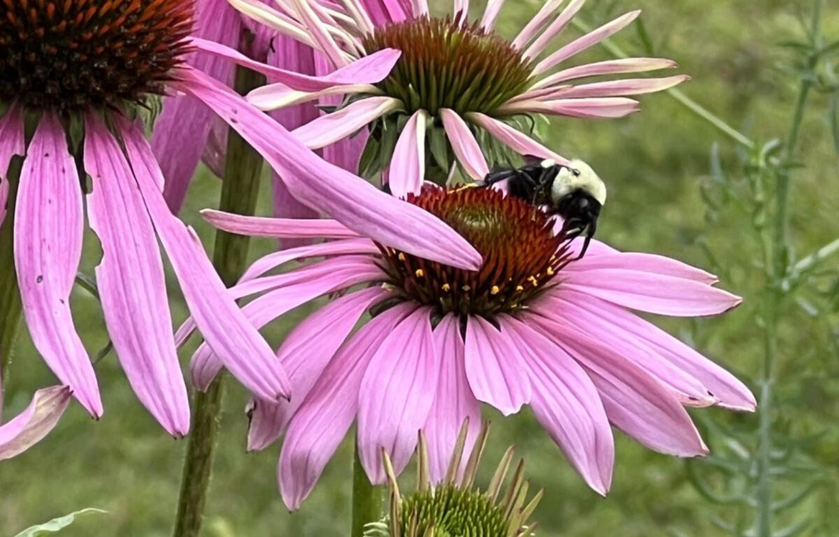 Purple coneflower