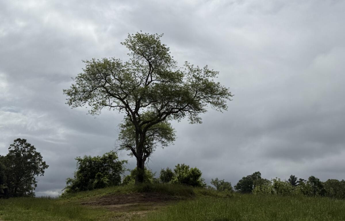 Cloudy skies