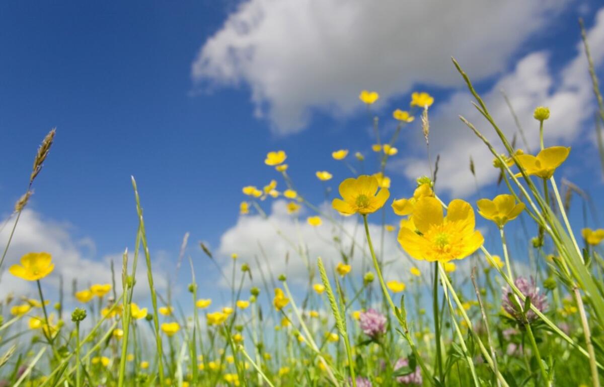 Edible wildflowers