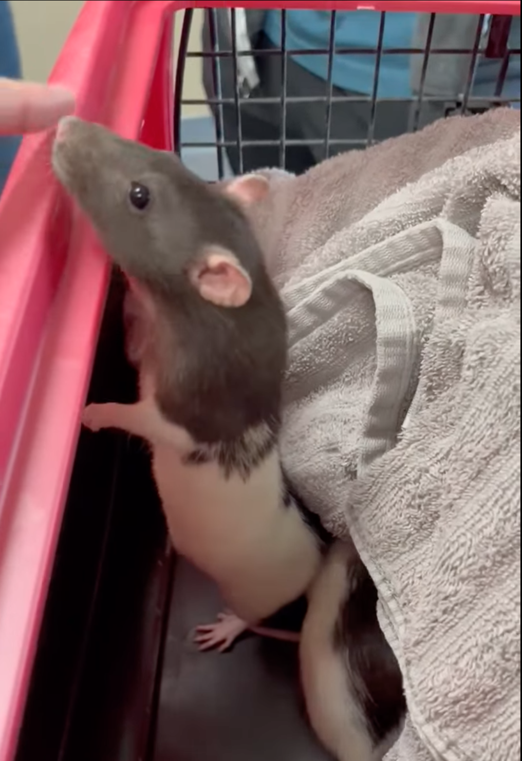A rat stands up in a cage.
