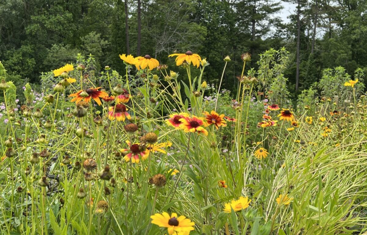 Pollinator garden