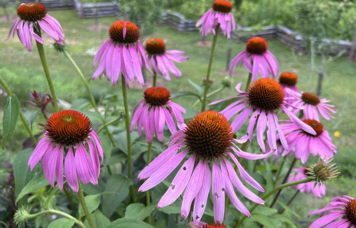 Purple coneflower