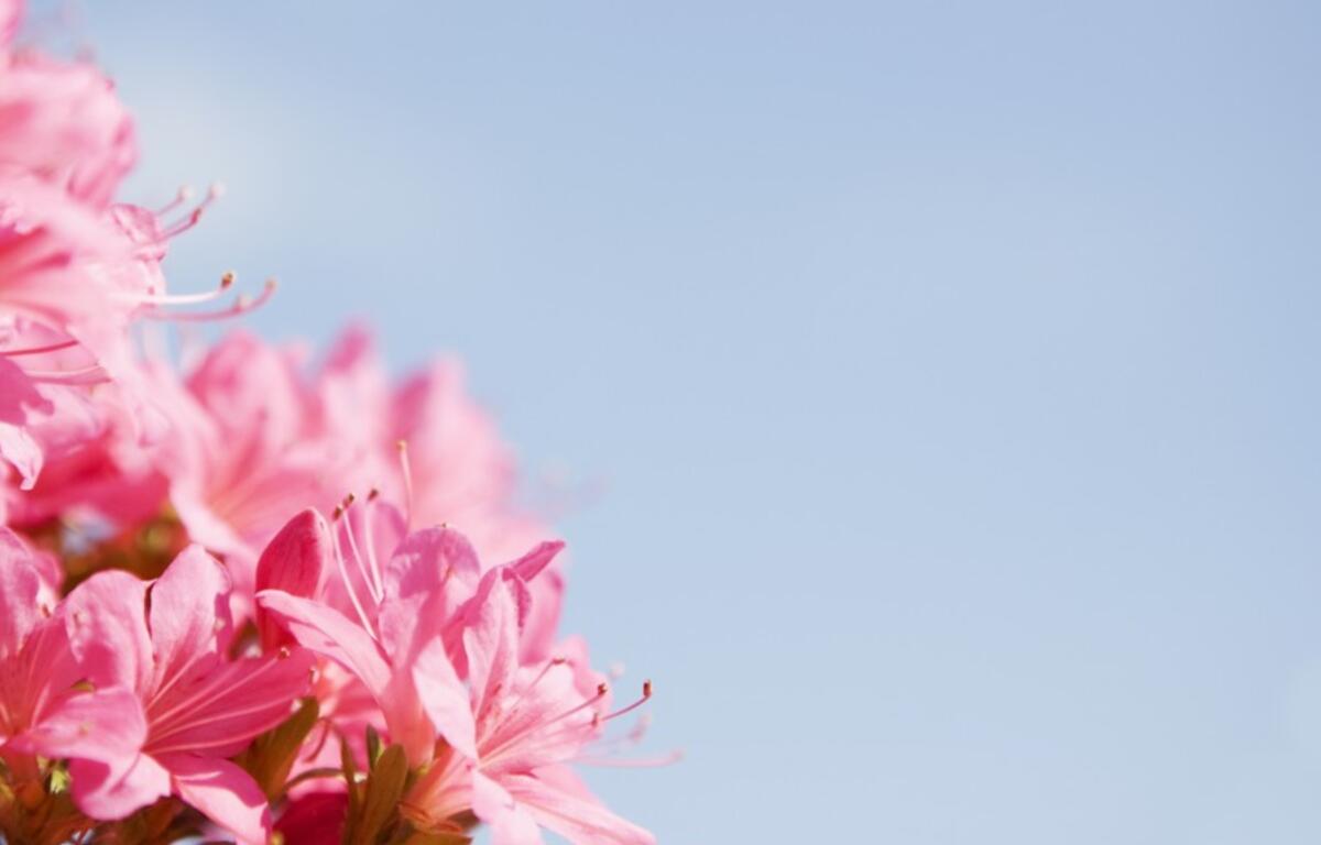 Rhododendron