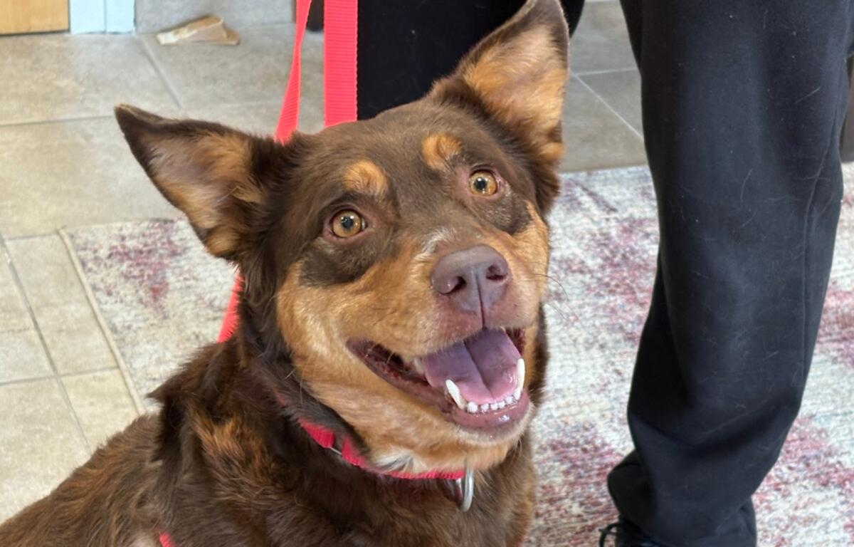 Tempest is 3-year-old mixed-breed is a sweetheart who greets everyone with a wagging tail and a gentle heart.