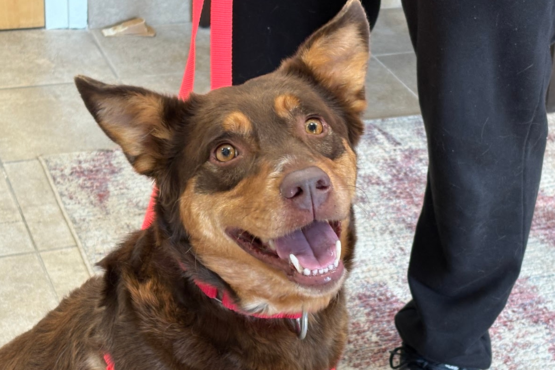 Tempest is 3-year-old mixed-breed is a sweetheart who greets everyone with a wagging tail and a gentle heart.