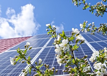 An image of blooming flowers against a tall building and bright blue sky.