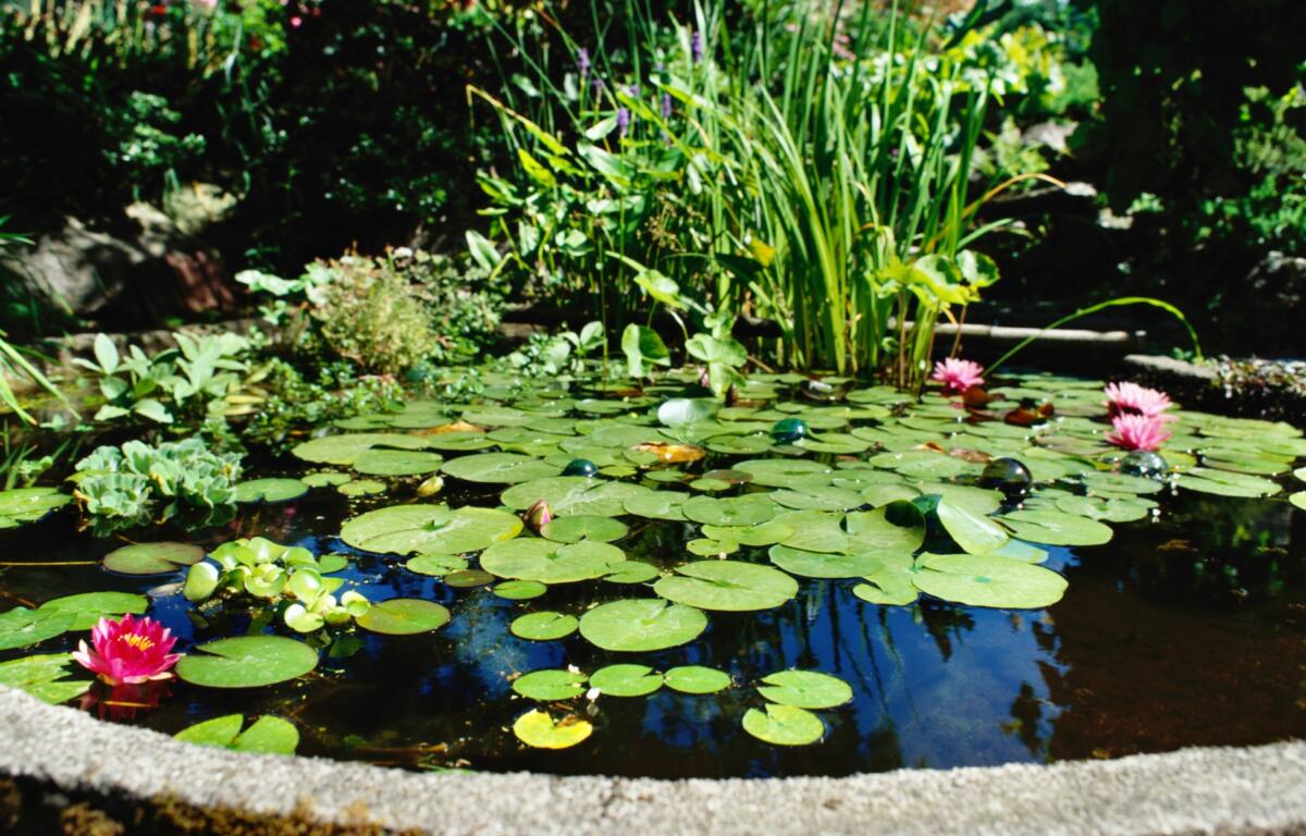 water lillies