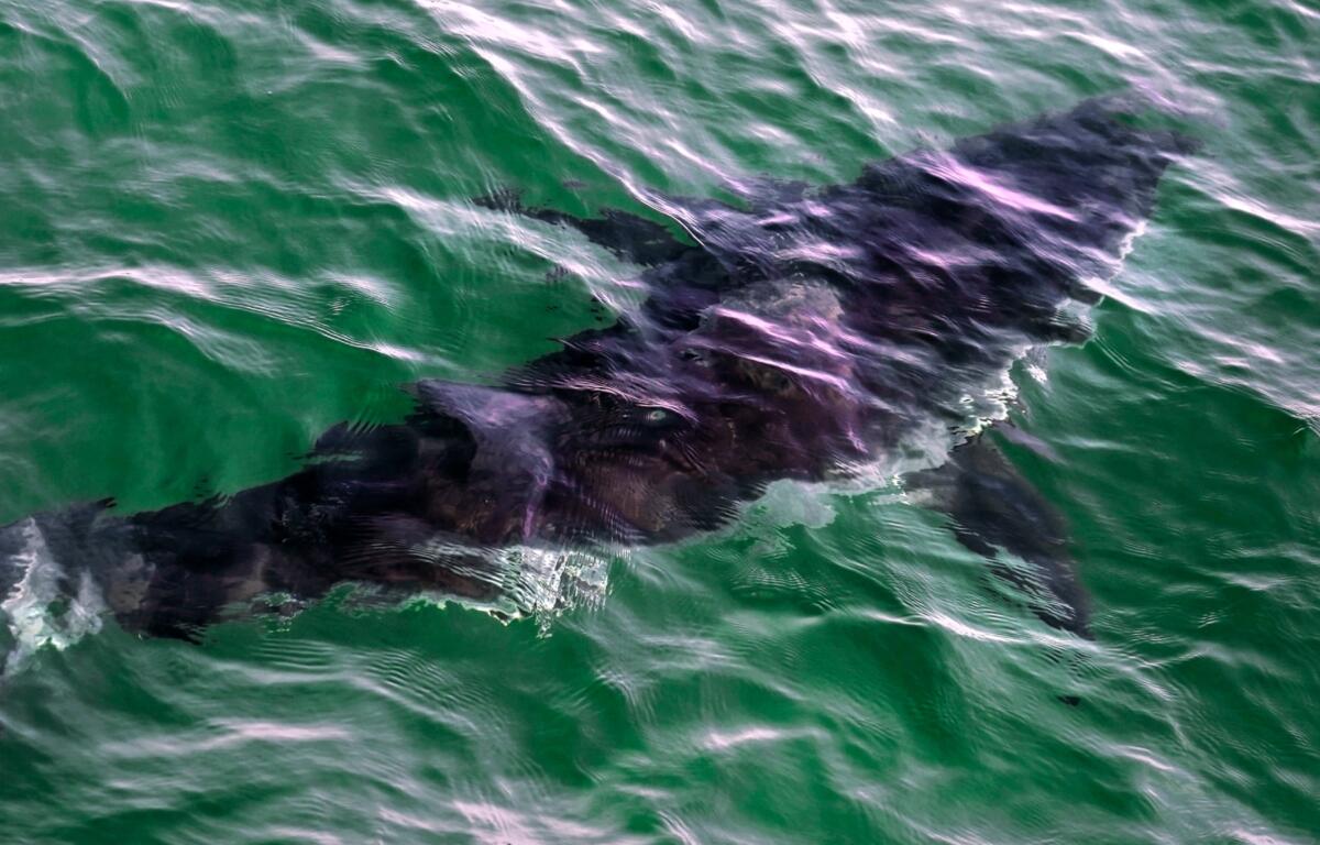 FILE - A great white shark swims past a boat on a shark watching boat off the Massachusetts' coast of Cape Cod on Aug. 17, 2021. The New England Aquarium and an environmental group are launching a project to use data collected about white shark sightings via an app to make beaches more safe. (AP Photo/Charles Krupa, File)
