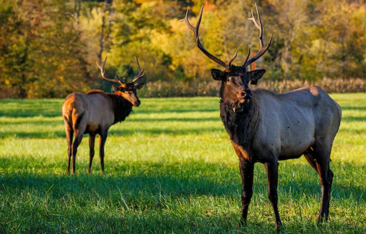 Elk