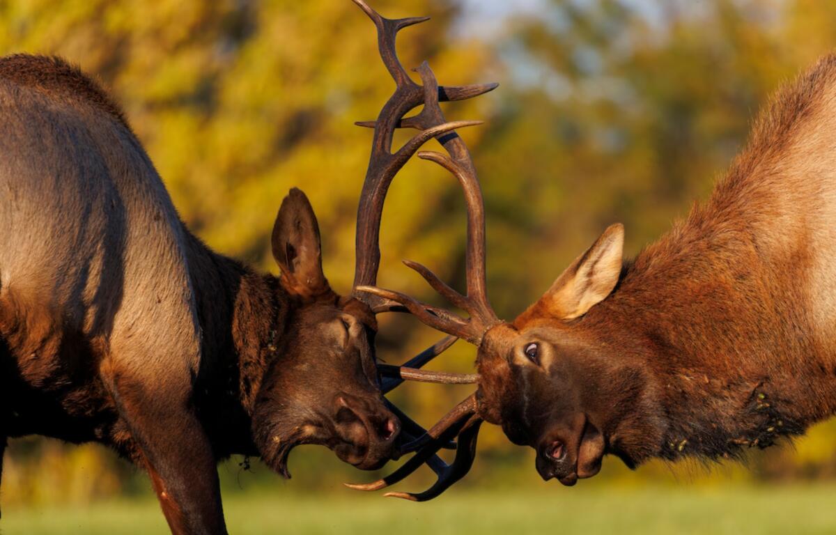 Elk