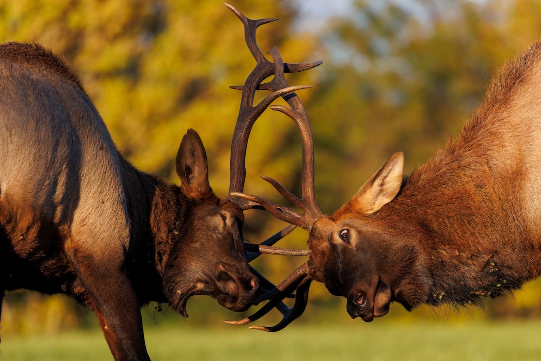 Elk