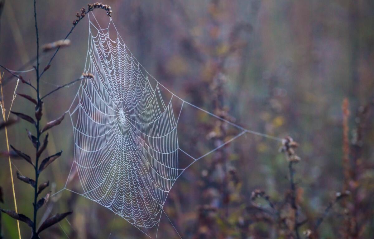 Large webs signal a bitter cold ahead, while floating strands at sunset hint at an overnight frost.