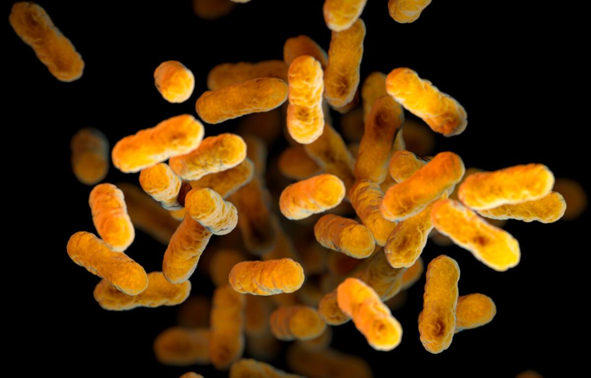 FILE - This 2016 illustration provided by the Centers for Disease Control and Prevention, based on electron microscope imagery, depicts Bordetella pertussis bacteria, which causes whooping cough. (Meredith Newlove/CDC via AP, File)