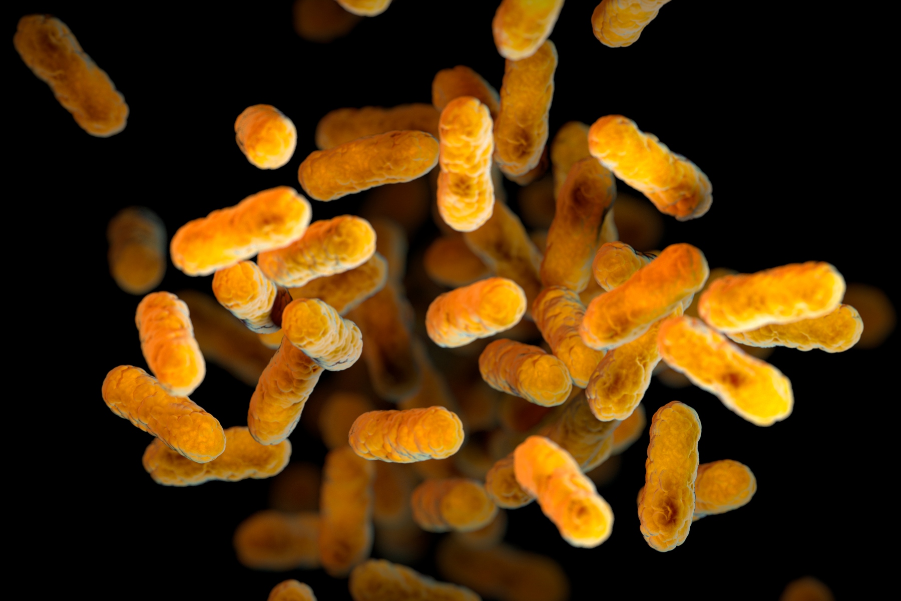 FILE - This 2016 illustration provided by the Centers for Disease Control and Prevention, based on electron microscope imagery, depicts Bordetella pertussis bacteria, which causes whooping cough. (Meredith Newlove/CDC via AP, File)