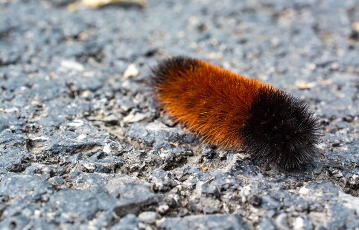 Wooly worm