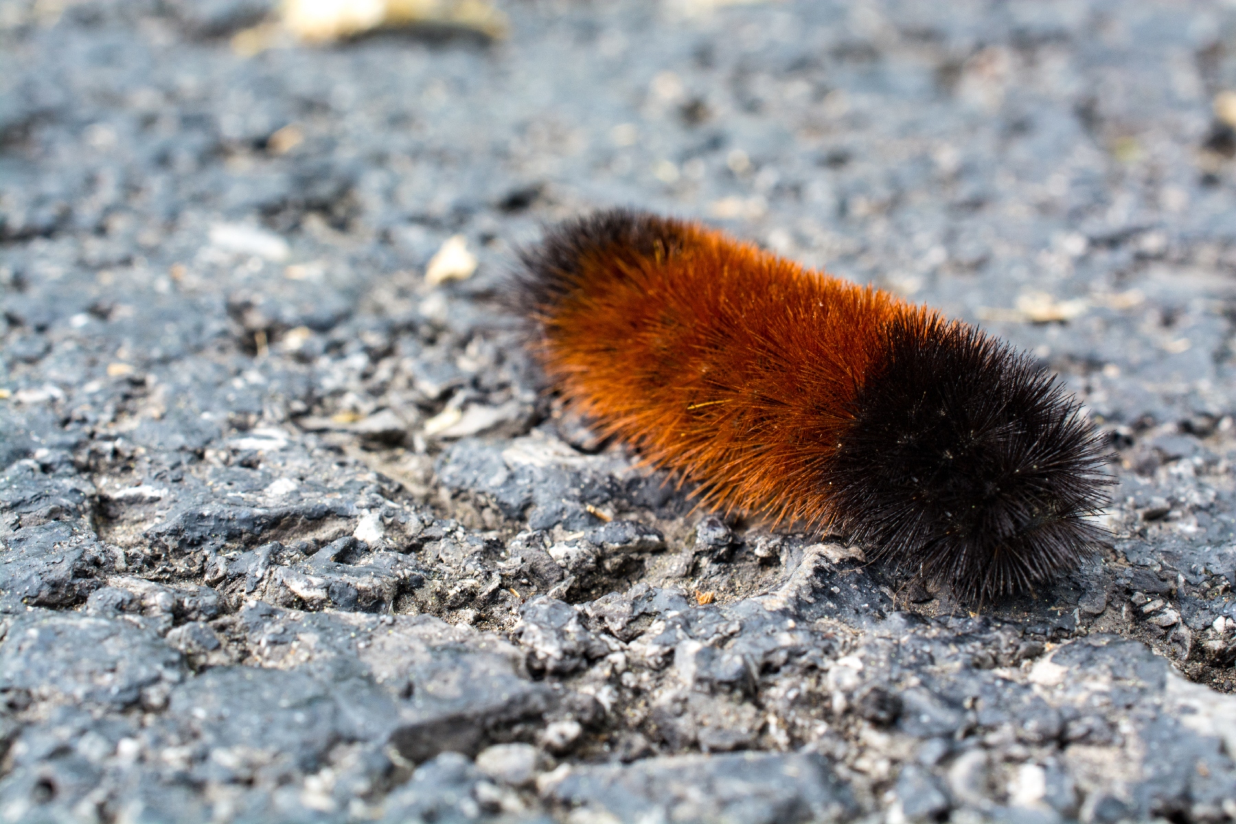 Wooly worm